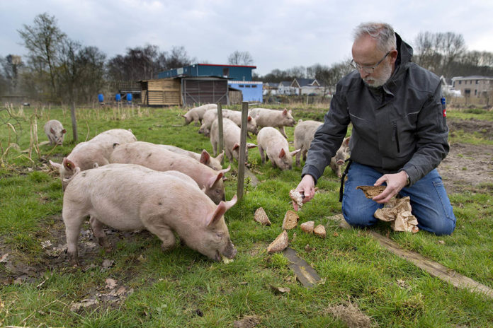 Johan Wielenga van NoordOogst houdt scharrelvarkens. | Erik Veld