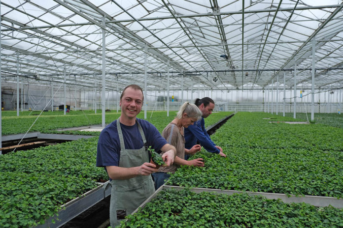 Frank, Margreet en Diego werken in de kas | @Sodis Vita